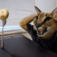 /bunnyhop大villx大