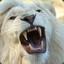 White Lion