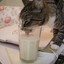 KattSomSlickarMjölk