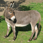 Donkey