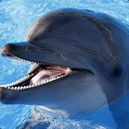 Dolphin Dolphin