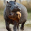 Hungry Hippo