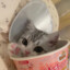 Kittane