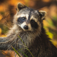 我是兵马俑因为守嬴政爽