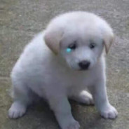 炸成淀粉肠改花刀也不给你