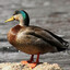 NakedDuck