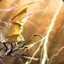 Fieria