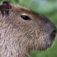 Capybara