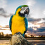 The Amazing Eagle