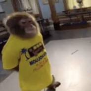 monkey's burner phone