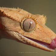 rd - steam id 76561197971065178