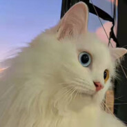 秋天我和她在阳台看树叶飘落