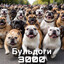 Бульдоги 3000