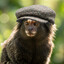 Marmoseth