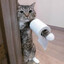 moewmeowmeowmeowmeowmeowmeowmeow
