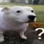 dawg