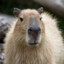 Capybara