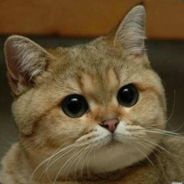 [•̪̀●] Котейка