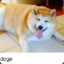 cute fat doge