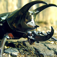 Beetle