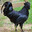 BigBlackCoq