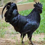 BigBlackCoq