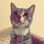 My Dumb Cat