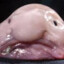 Blob der Bobfisch