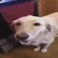 Butter Dog