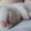 Sleep_Ferret