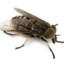 A horse fly