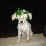 agofo ็็็็็็็็