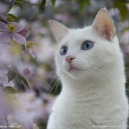 青春期白给王不会梦见兽耳娘萝-莉