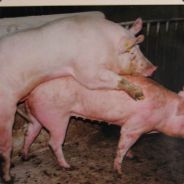 ⦓  ⚡︎ TERAOCTET ⚡︎ ⦔