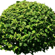 Вася туалет228