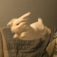 米其林八星大厨