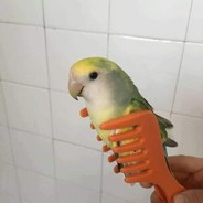 birb