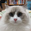 小糯米猫