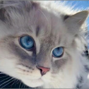 鲸让我照顾好海