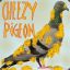 Cheezy Pigeon