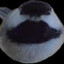 BirdBoi