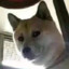 Felx