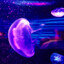 MedusaGalactica