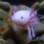 Cultured Axolotl