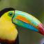 Le_Toucan