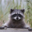 Racoon