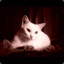 [Fr33_Co] Alpha Cat #x86 &gt; java