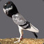 Pigmy Pouter Pigeon