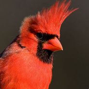 Martius - steam id 76561197960399146