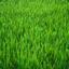 I Like The Sound When You Grass
